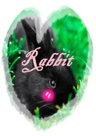 Rabbit 2024最新连载章节 免费阅读完整版