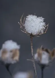 地铁痴汉小说 2024完本 眉雪精彩呈现