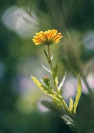 《校长的“性”教育》全文阅读 眉雪著作全章节